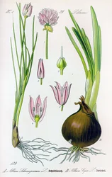 Tábua botânica: Allium schoenoprasum (cebolinho) e allium cepa (cebola). Tábua 29. Coleção Particular
