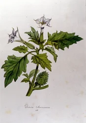 Tábua botânica: Datura Stramonium (Datura stramoine ou stramoine officinale). Gravura em "Flora Monacensis" de Franz von Paula Schrank (1747-1835), naturalista alemão, Mônaco 1816.