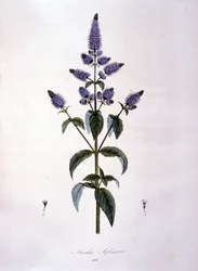 Tábua botânica: menta selvagem (mentha sylvestris). Gravura do século XIX.