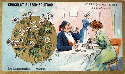 Camomila: infusão. Gravura (cromo). Cromolitografia publicitária para chocolates Guerin-Boutron, finais do século XIX. Série Botânica Illustree.