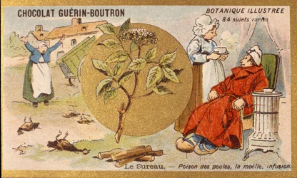 Amieiro: veneno de galinha, medula, infusão. Gravura (cromo). Cromolitografia publicitária para chocolates Guerin-Boutron, finais do século XIX. Ilustração da série Botanical.
