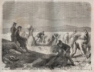 Forças de colheita na bagne de Belle-Ile-en-Mer (bela ilha no mar) no século XIX. Gravação em "Histoire des bagnes depuis leur création à nos jours" (1877) de Pierre Zaccone (1817-1895) (Colonia Penale - colônia penal). Coleção particular.