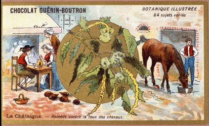 La Chestaigne: remediar a tosse dos cavalos. Gravura (chromo). Cromolitografia publicitária para os chocolates Guerin-Boutron, finais do século XIX. Série Botânica Illustree.