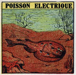 Efeitos fisiológicos da electricite: peixes eléctricos. Ilustração anónima a partir de 1925. Coleção privada.