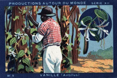 Produções em todo o mundo: Baunilha nas Índias Ocidentais. Cromolitografia de 1933 em "Joseph-Milliat Album".