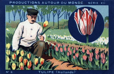 Produções em todo o mundo: tulipas na Holanda. Cromolitografia de 1933 em "Joseph-Milliat Album".