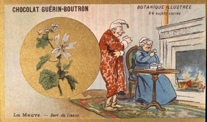 O roxo é um chá de ervas. Gravura (chromo). Cromolitografia publicitária para chocolates Guerin-Boutron, finais do século XIX. Ilustração da série Botanical.