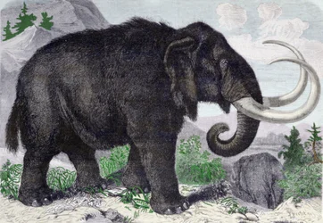 Representação de um mamute. Reconstituído após as descobertas de Adams, membro da Academia de São Petersburgo. Gravura de 1867. .