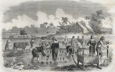 Cultivo do arroz em Manila (Manilla), nas Filipinas, em 1864. (Plantio de arroz em Manila) Gravura anónima. Colecção privada.