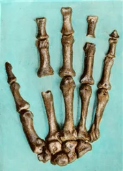 Mão direita do esqueleto de uma mulher do local pré-histórico de Ferrassie, em Dordogne, datado do período do Paleolítico Médio. Gravura de coleção privada