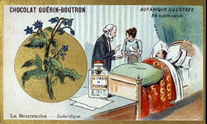 O borragem, diaforético. A gravura (cromo). Cromolitografia publicitária para os chocolates Guerin-Boutron, finais do século XIX. Ilustração da série Botanical.