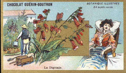 O digital. A gravura (cromo). Cromolitografia publicitária para chocolates Guerin-Boutron, finais do século XIX. Série Botânica Illustree.