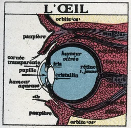 O olho: secção transversal de um olho humano. Ilustração anônima de 1925. Coleção privada.