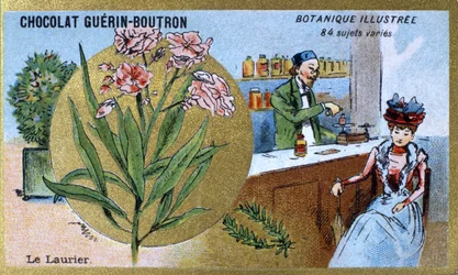 O loureiro. A gravura (cromo). Cromolitografia publicitária para os chocolates Guerin-Boutron, finais do século XIX. Série Botânica Illustree.
