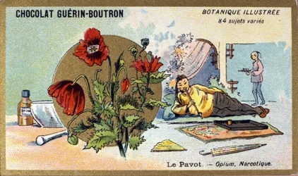 A papoila: ópio, narcótico. A gravura (cromo). Cromolitografia publicitária para os chocolates Guerin-Boutron, finais do século XIX. Ilustração da série Botanical.