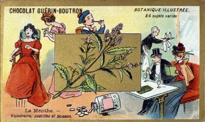 Vulnerável menta, drágeas e bebida. Gravura (cromo). Cromolitografia publicitária para chocolates Guerin-Boutron, finais do século XIX. Ilustração da série Botanical.