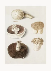 Cogumelo-dos-prados, Agaricus campestris, em pé