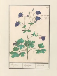 Akelei (Aquilegia) Akeleijen. / Aquilégia. / Aucolied (título no objeto)