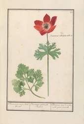 Anemoon (Anemone)
Anemonie met Bol-Wortel / Anemone tuberosa Radice. / Anémona com tubérculos de raiz (título sobre o objecto)