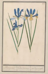 Blauwe lis (Iris sibirica)
Portugeesen. / irides lusitanae. / iris portugal. (título sobre o objecto)