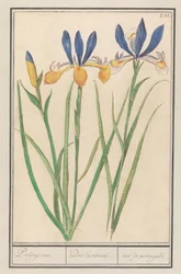 Lis azul-amarelo (Iris sibirica)
Português. / irides lusitanae. / iris de portugal. (título sobre o objecto)