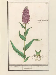 Orquídea de folhas largas (Dactylorhiza majalis)
Standelruijd. / Satirion orchid vel Cinosorchis. / Du Satijrion. (título sobre o objecto)