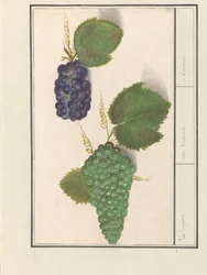 Druif (Vitis vinifera) Druijven. / uva Vulgaris. / Passas (título no objeto)