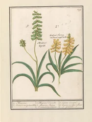 Druifhyacint (Muscari)
1. Muscari. 2. Muscari met geluwe bloem / 1. Muscari Dicadi 2. Muscari slavium Constantinopolitanium. / 1. muscari cebola almiscarada. 2. cebola almiscarada de flor amarela (título sobre o objecto)