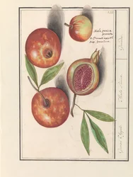 Romã (Punica granatum)
Maçãs Grenaert. / Mala Punica. / Granadas. (título sobre o objecto)