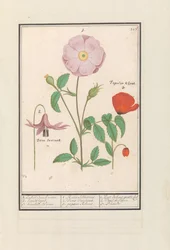 Estante de cão (Erythronium), rosa selvagem (Rosa) e uma papoila (Papaver)
1. A Bosch só se levantou. 2. banca de cães. 3. Kankel Bloeme. / 1. Rosa Silvestris. 2. Dens Canisus 3. Poppy Rheas. / 1. Rose de bois gratte cul 2. Dent de Chien. 3. Pavot. (títul
