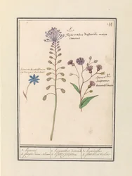 Kuifhyacint (Muscari comosum) e korenbloem (Centaurie) 1. sequestrar 2. roxo Coorn Bloeme / 1. dioscórides jacinto. Um belo prefeito. 2. Púrpura de Cajanus. / 1. jacinto 2. petit bluet violeta (título no objeto)