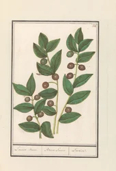 Oliveira (Olea europaea)
Laurissilva. / Bacca Laurus. / Laurel (título sobre o objecto)