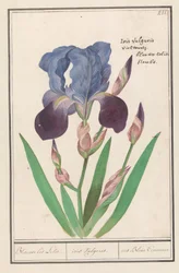 Íris púrpura (Iris germanica)
Lírio de íris azul. / iris Vulgaris. / iris Blue Commune (título sobre o objecto)
