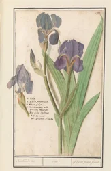 Íris púrpura (Iris germanica)
Lista de fedorentos. / íris. / Glaijeul puant. flambe. (título sobre o objecto)