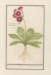 Calêndula (Primula)
Urso vermelho. / Auricula ursi rubra. / Auricule rouge (título sobre o objecto)