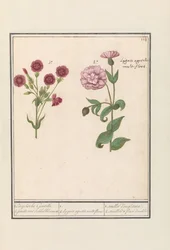 Dois cravos (Dianthus) 1. Gentil Inglês. 2. jenelle com flores de dados / 1. 2. Lygnis agrestis multiflora. / 1. oeuillet d