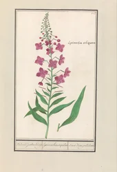 Fireweed (Chamerion angustifolium) Novamente, judeus Kruyt. / lysimachia sequilosa / Souci d