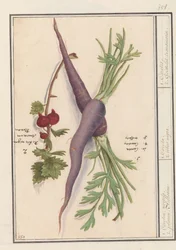 Cenoura (Daucus carota) e groselha vermelha (Ribes rubrum)
Caroten, cenouras. 2. plano Aelbesien / 1. Carota. 2. ribes nigra. / 1. carotes. 2. Groselha transmarina. (título sobre o objecto)