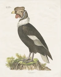 Condor dos Andes (litografia colorida à mão)