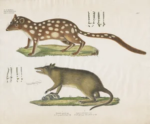 Marsupiais australianos com pormenores anatómicos (litografia colorida à mão)