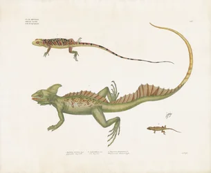 Basiliscos e pequenos lagartos com caraterísticas distintivas (litografia colorida à mão)