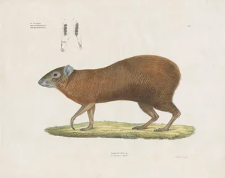 Agouti comum com pormenores dentários (litografia colorida à mão)