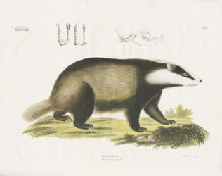 Texugo europeu com ilustração de caveira (litografia colorida à mão)