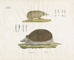 Ouriço-cacheiro e Tenrec com pormenores anatómicos (litografia colorida à mão)