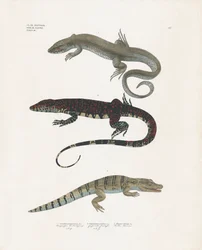 Lagarto-monitor, lagarto venenoso e crocodilo da classe dos répteis (litografia colorida à mão)