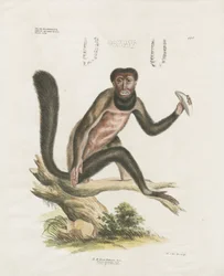 Macaco uivador vermelho com pormenores anatómicos (litografia colorida à mão)