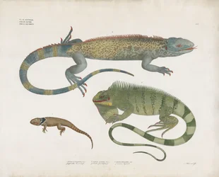 Lagartos escamados de vários habitats (litografia colorida à mão)