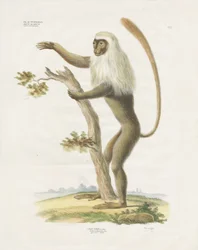Lutung prateado numa árvore (litografia colorida à mão)