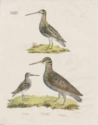 Espécies de narcejas (litografia colorida à mão)
