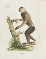 Capuchinho de cara branca num tronco de árvore (litografia colorida à mão)